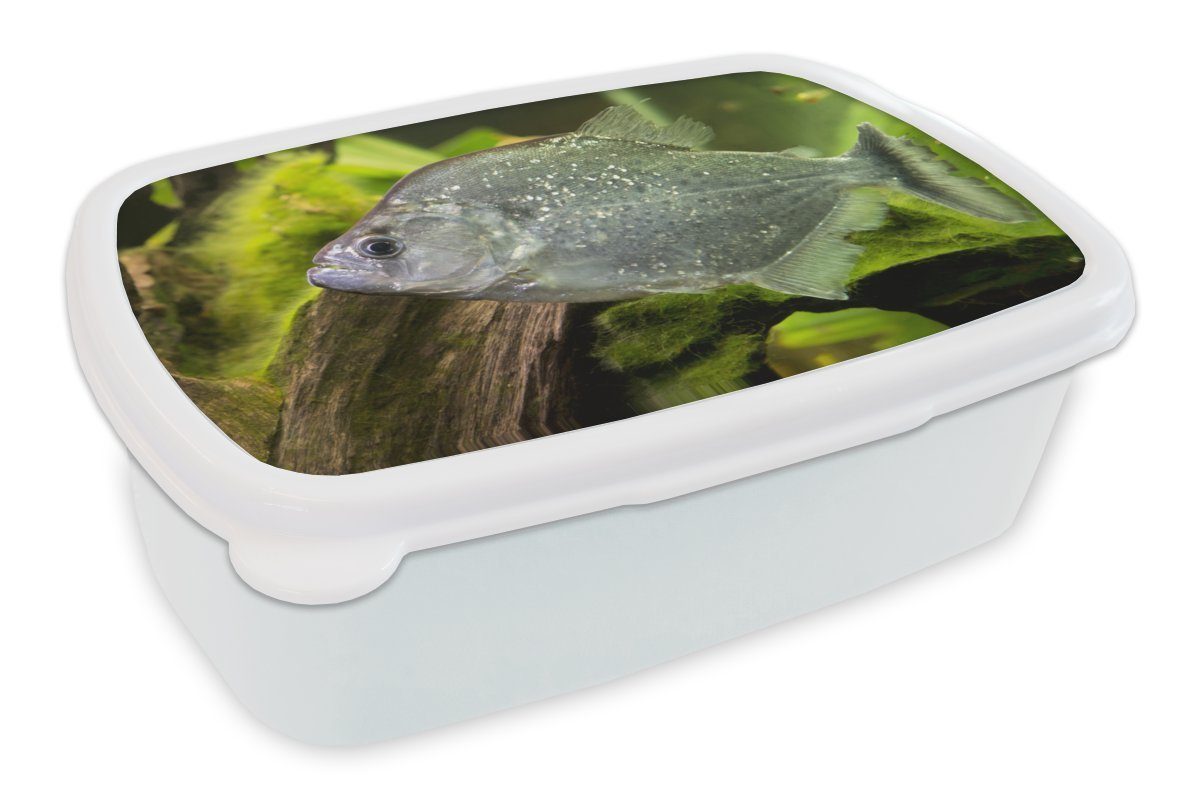 MuchoWow Lunchbox Fisch - Grün - Fisch, Kunststoff, (2-tlg), Brotbox für Kinder und Erwachsene, Brotdose, für Jungs und Mädchen weiß | Lunchboxen