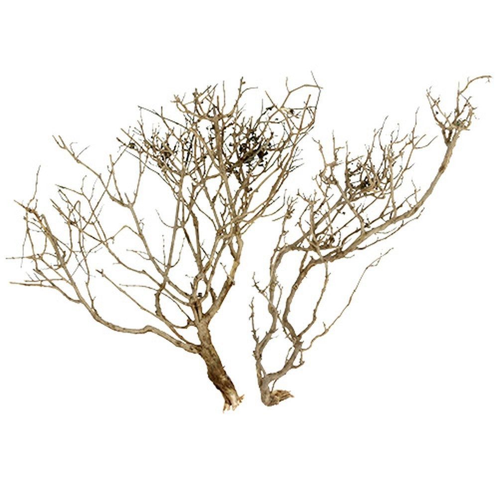 Trockenblume Trockenbaum Naturdeko 500g Äste Zweige Holzdeko, Florists Products, Höhe 7.6 cm