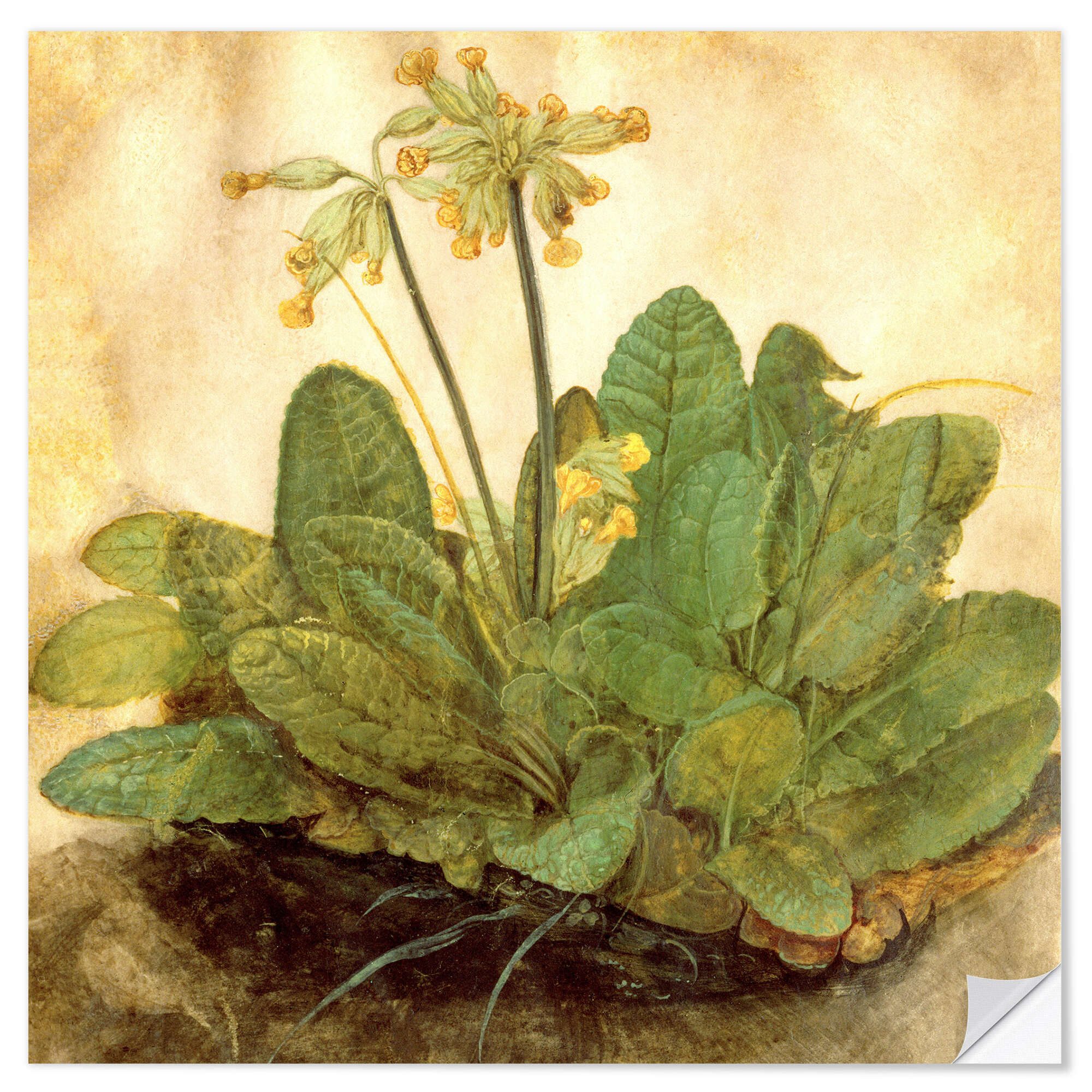 Wandfolie Albrecht Dürer