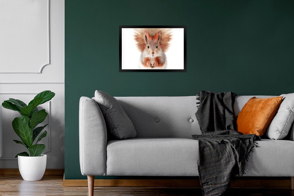 MuchoWow Poster Eichhörnchen Weiß, - Wanddeko, - - - St), Bilderrahmen Orange Tiere Wandposter, Poster, Gerahmtes (1 Natur Schwarzem Bilder