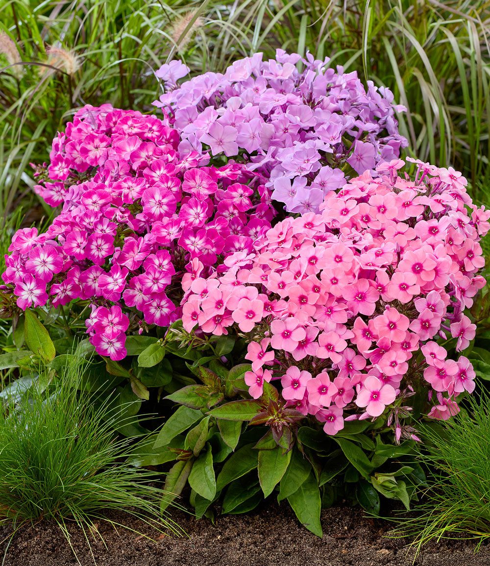 BALDUR Garten Staude Niedriger Phlox-Mix 'Flatscreen®', 3 St., Flammenblume, winterhart, mehrjährig, pflegeleicht