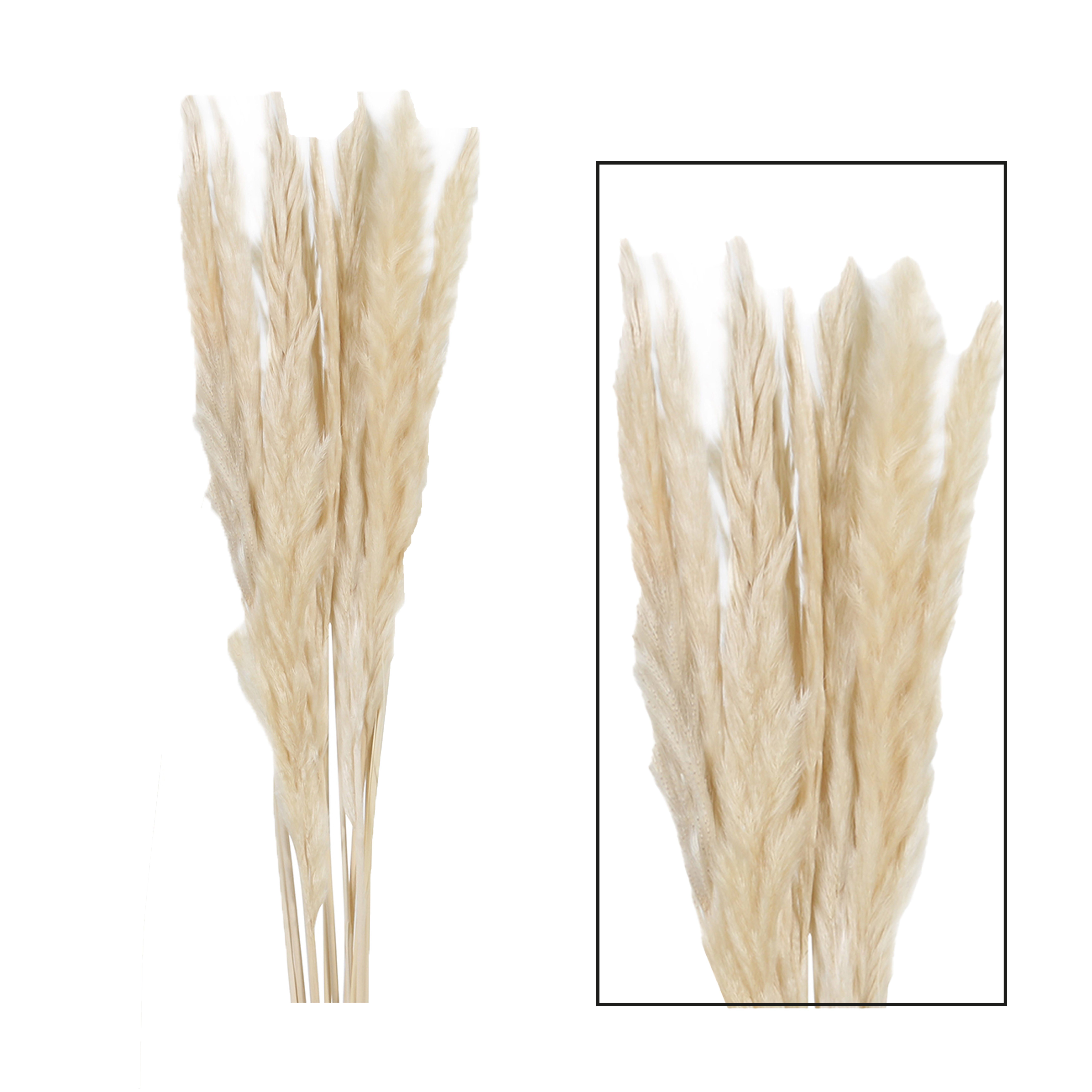 Trockenblume Fluffiges Pampasgras nature 20 Stiele ca. 70cm, meinvipshop günstig online kaufen