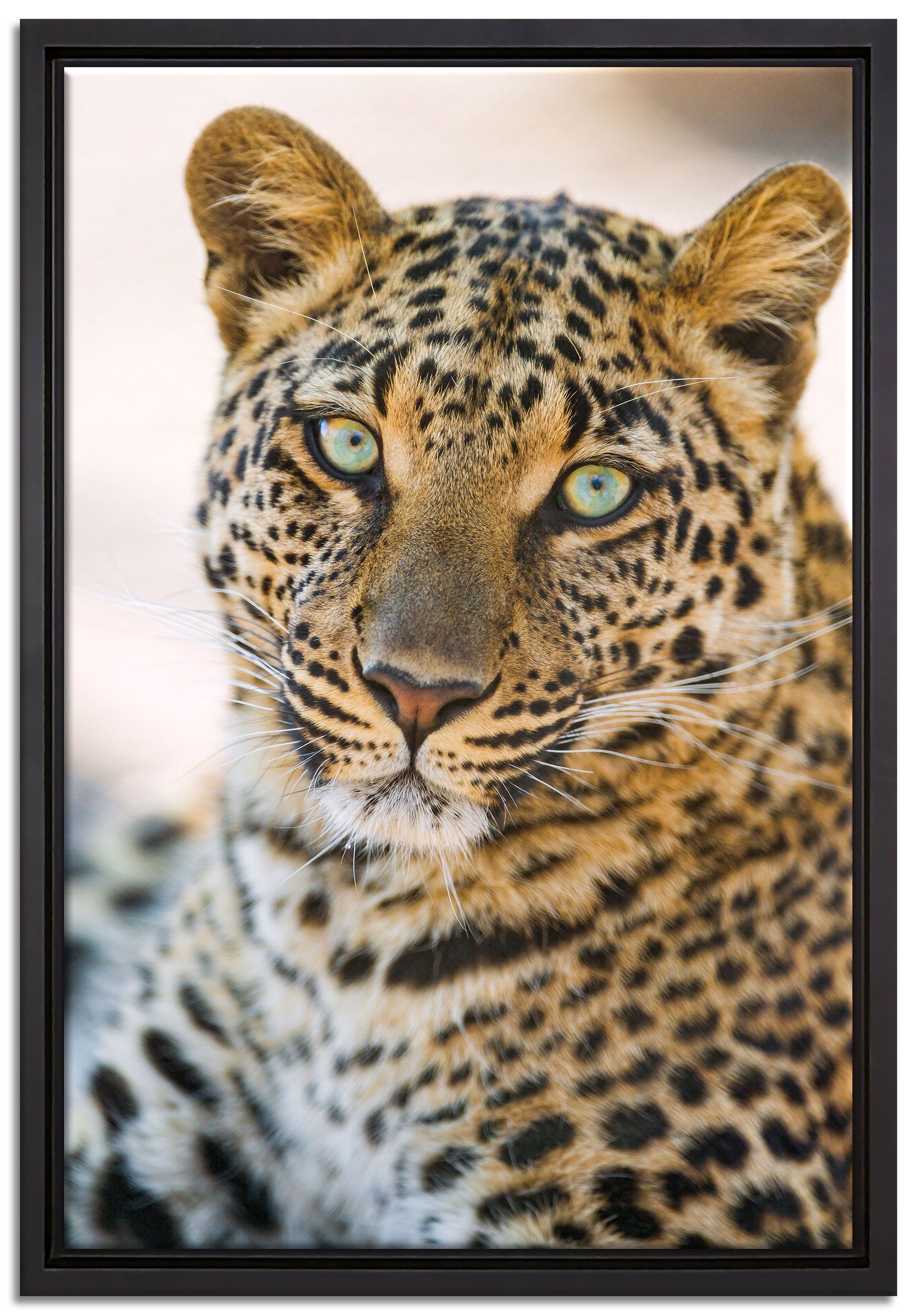 Pixxprint Leinwandbild schöner Leopard, Wanddekoration (1 St), Leinwandbild fertig bespannt, in einem Schattenfugen-Bilderrahmen gefasst, inkl. Zackenaufhänger