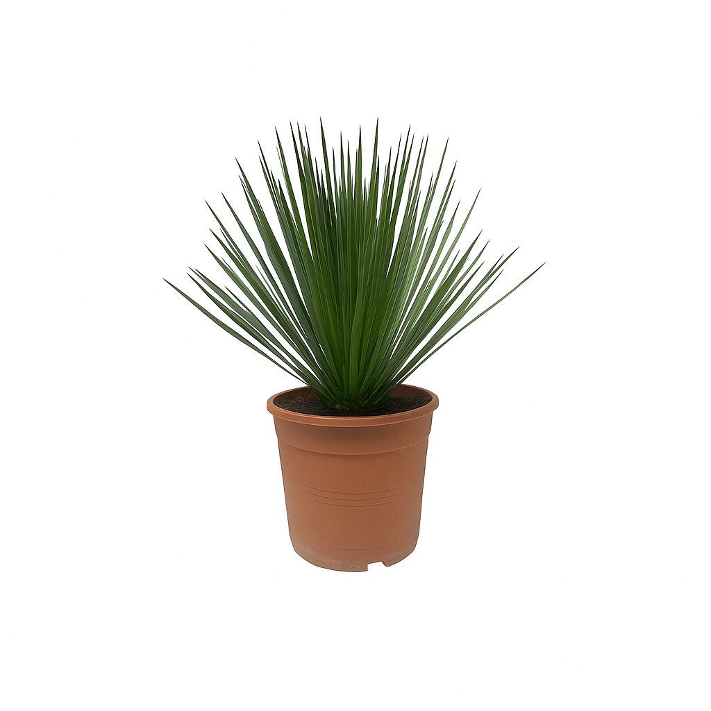 Exotenherz Topfpflanze Palmlilie Yucca rostrata - winterhart
