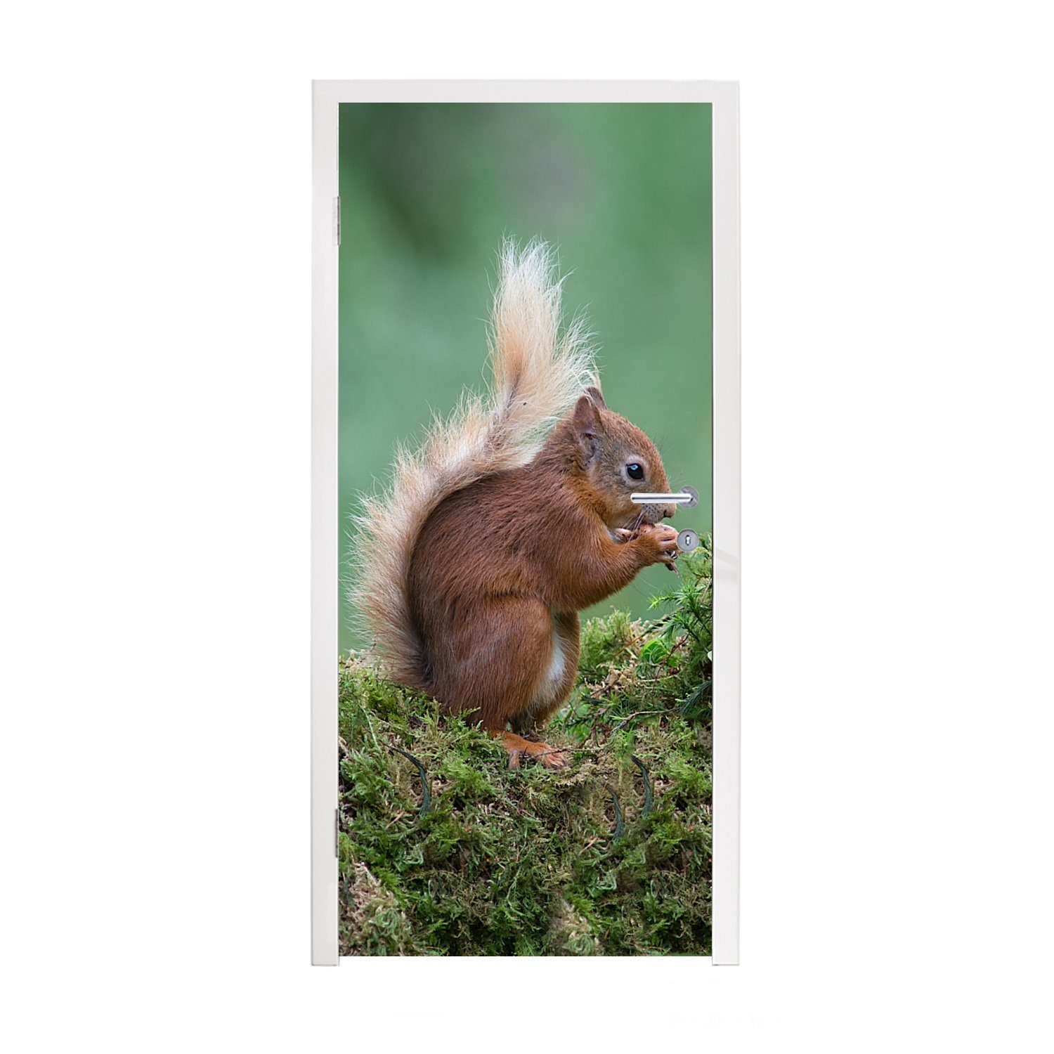 MuchoWow Türtapete Eichhörnchen - Wald - Moos, Matt, bedruckt, (1 St), Fototapete für Tür, Türaufkleber, 75x205 cm