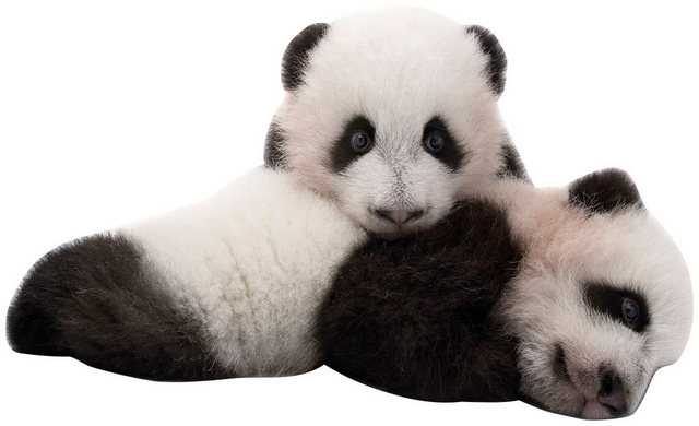 Komar Vliestapete »Giant Panda«, glatt, bedruckt, realistisch, (6 St), 300 x 280 cm (Breite x Höhe) - 6 Bahnen-Otto