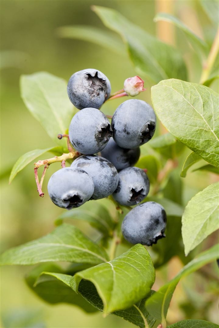 Pflanzen für Dich Obstpflanze Vaccinium corymb. Northland, 1 St., Amerikanische Heidelbeere, Kulturheidelbeere, blaue Beeren, frosthart