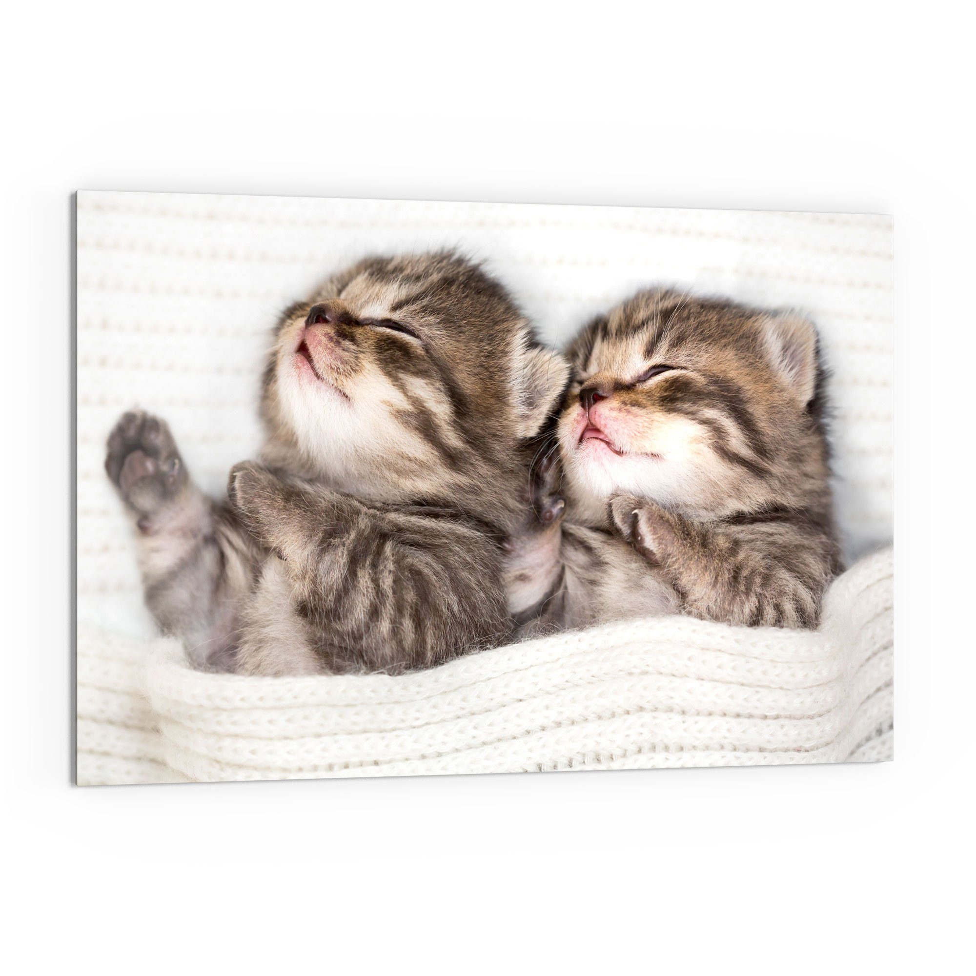 DEQORI Küchenrückwand 'Zwei schlafende Kätzchen', Glas Spritzschutz Badrückwand Herdblende