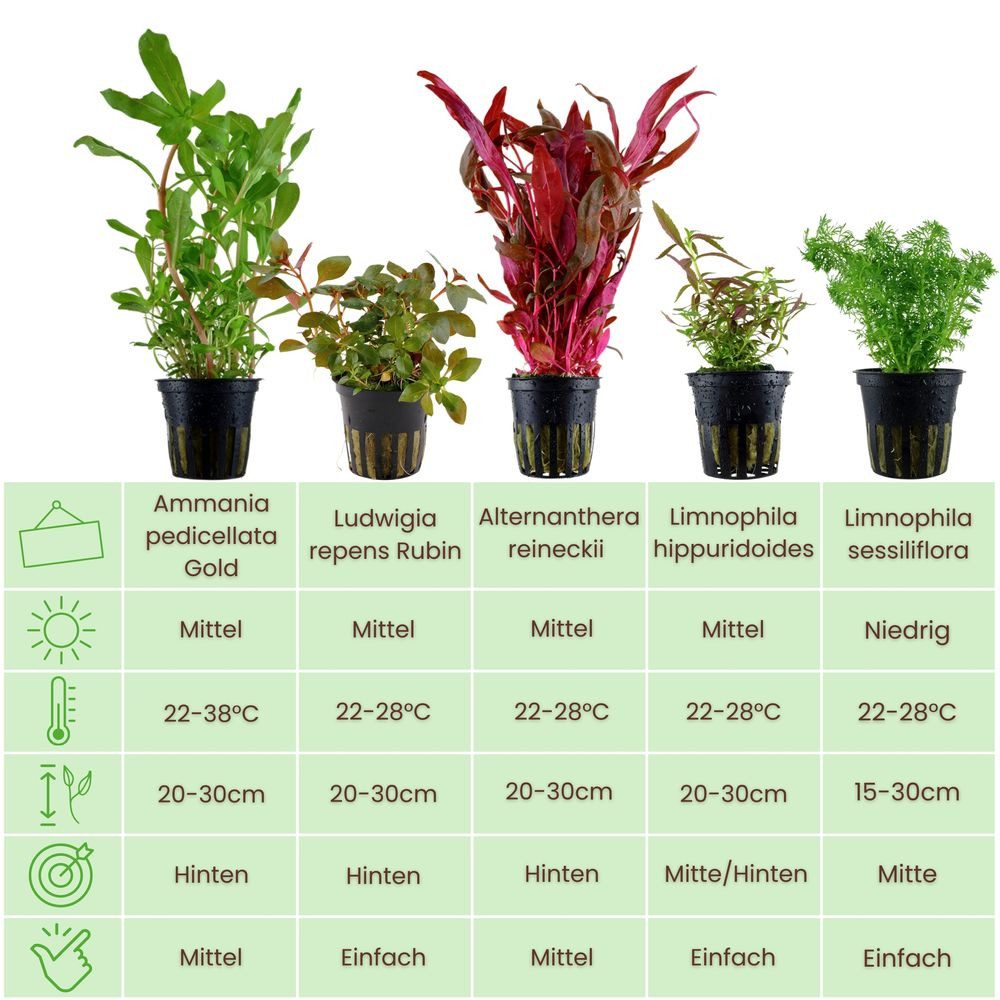 Aquaone Wasserpflanze 'Buntes' Set mit 5 Topf Pflanzen Aquariumpflanzen Set günstig online kaufen