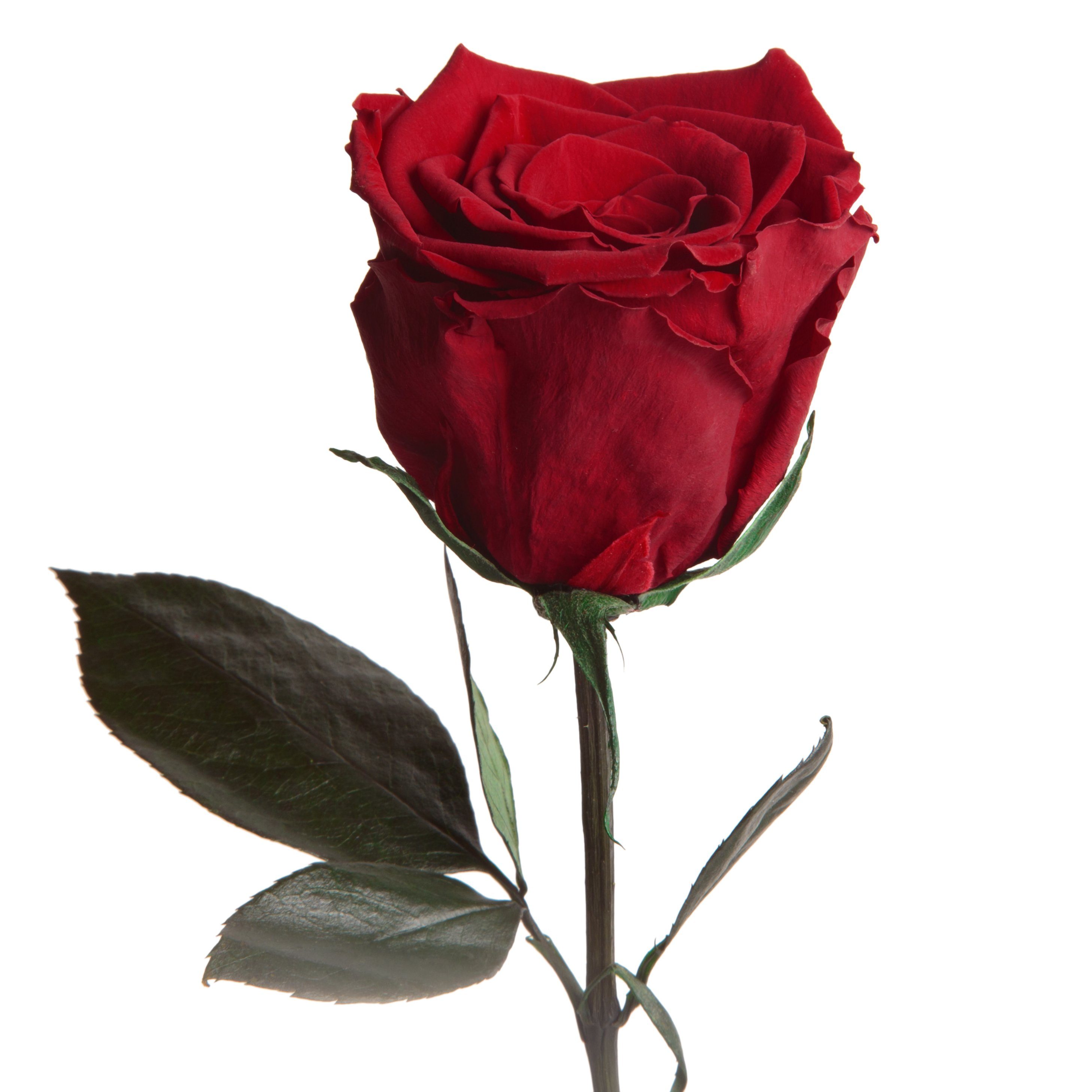 Kunstblume Ewige Rose konserviert mit Stiel echte haltbare Blume Rose, ROSE günstig online kaufen