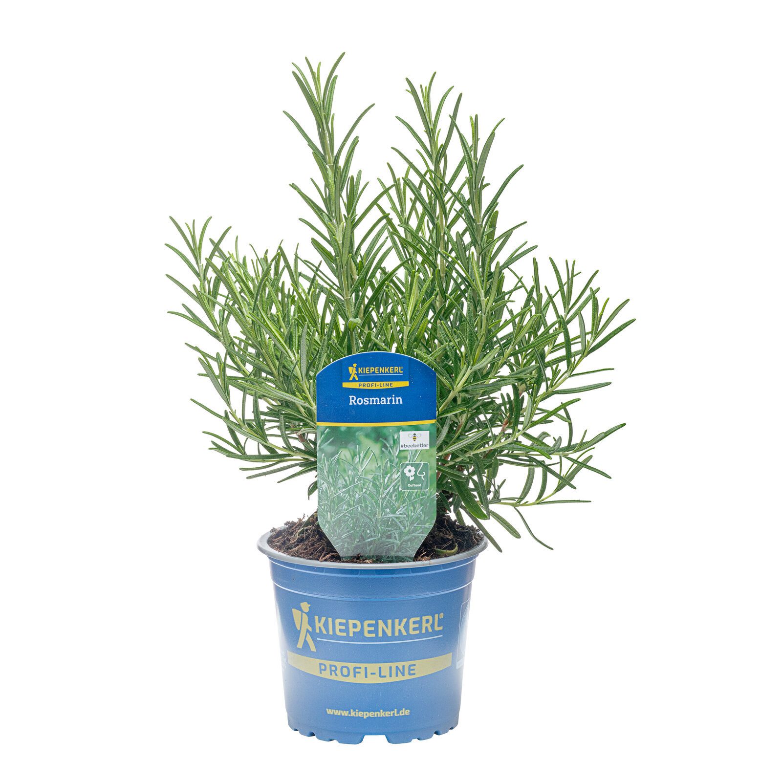 Pflanzen für Dich Gewürzkraut Gourmetrosmarin 12cm Topf 8er Set