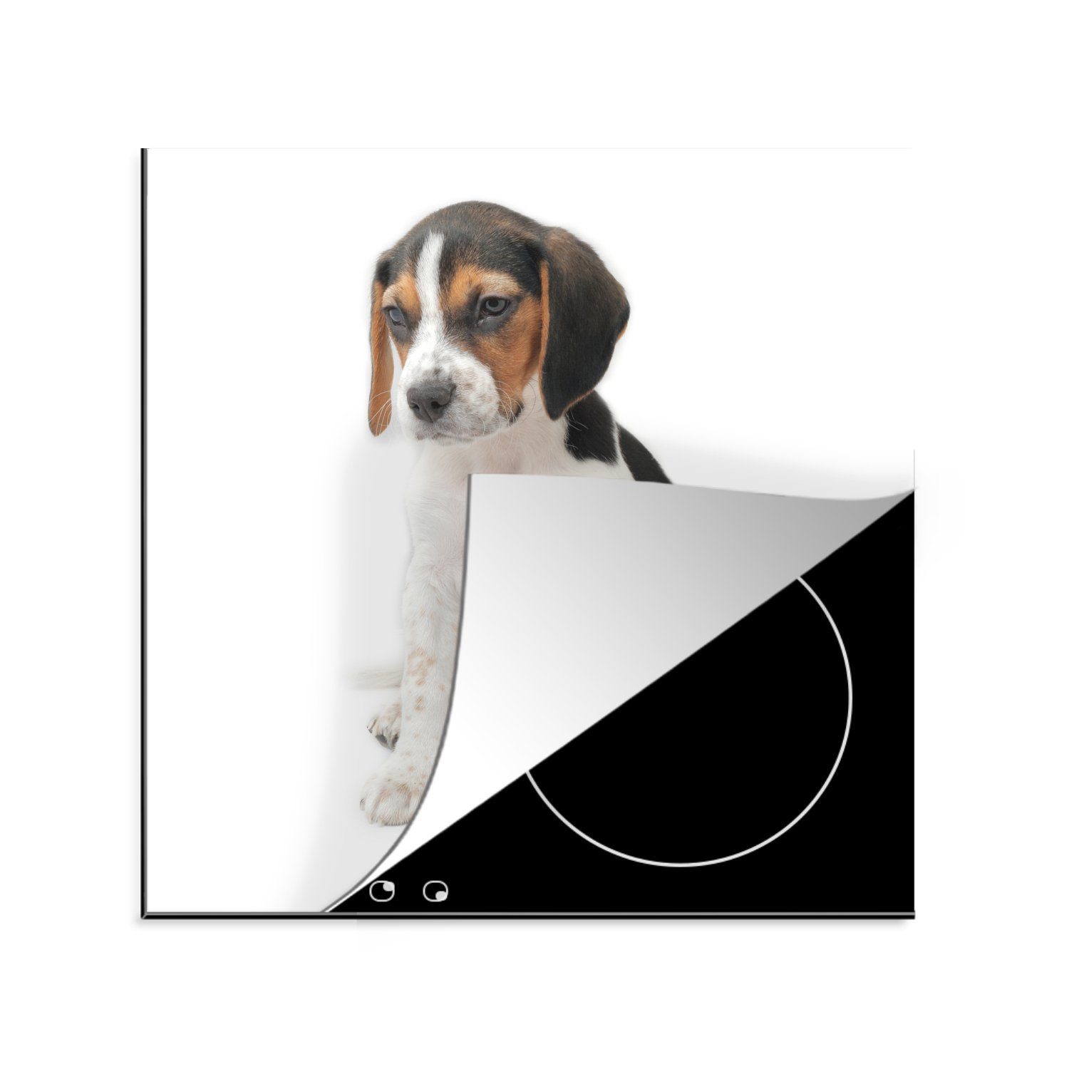 MuchoWow Herdblende-/Abdeckplatte Welpe - Weiß - Beagle, Vinyl, (1 tlg), 78x78 cm, Ceranfeldabdeckung, Arbeitsplatte für küche