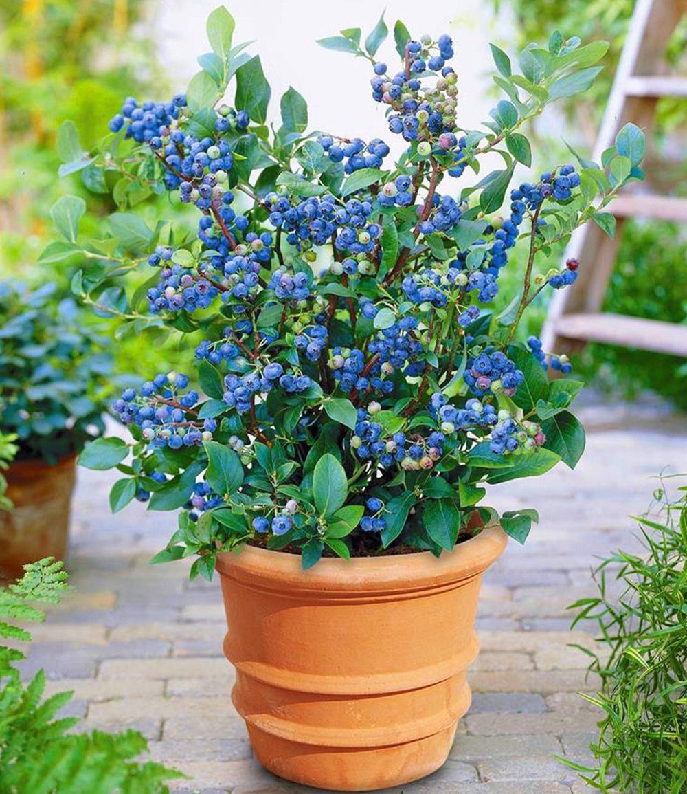 BALDUR Garten Obstpflanze Topf-Heidelbeere 'Blue Parfait', 1 St., Selbstbefruchtend, ertragreich, winterhart, mehrjährig