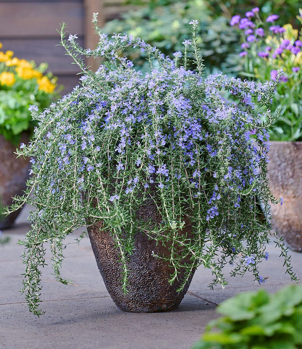BALDUR Garten Staude Hänge-Rosmarin 'Blue Cascade®', 1 St., Rosmarinus, essbar, bienenfreundlich, winterhart, mehrjährig