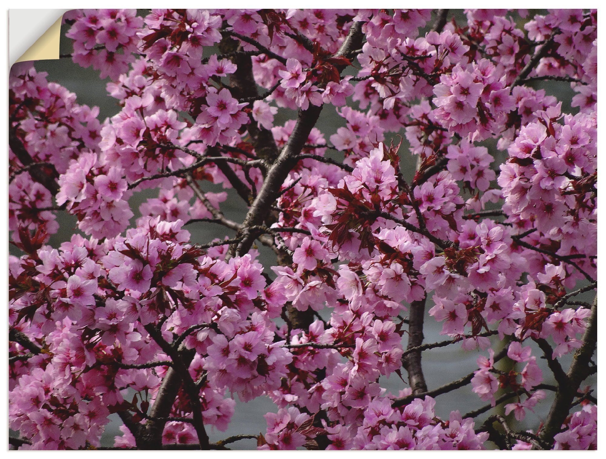 Artland Wandbild Japanische Zierkirschen Blüte, Bäume (1 St), als Alubild, Leinwandbild, Wandaufkleber oder Poster in versch. Größen