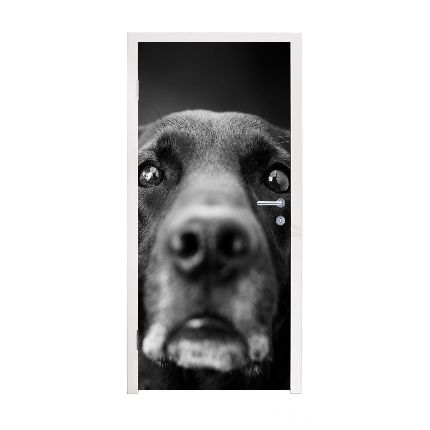 Tierprofil für bedruckt, Labrador (1 schwarz Hund Fototapete cm Tür, St), weiß, Türaufkleber, Türtapete in MuchoWow und 75x205 Matt,