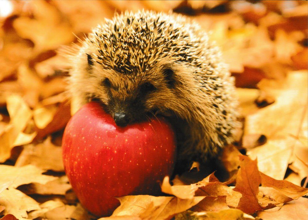 Postkarte "Gartenfreund - Igel mit Apfel" | Grußkarten