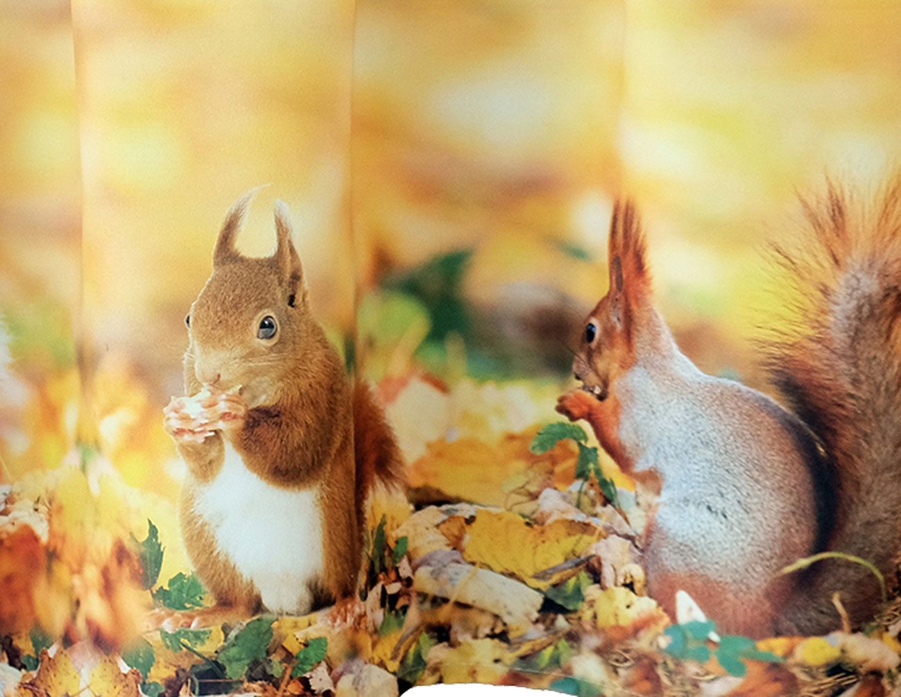 texpot Scheibengardine Bistrogardine 45 x 120 Druck Eichhörnchen Herbst (1 günstig online kaufen