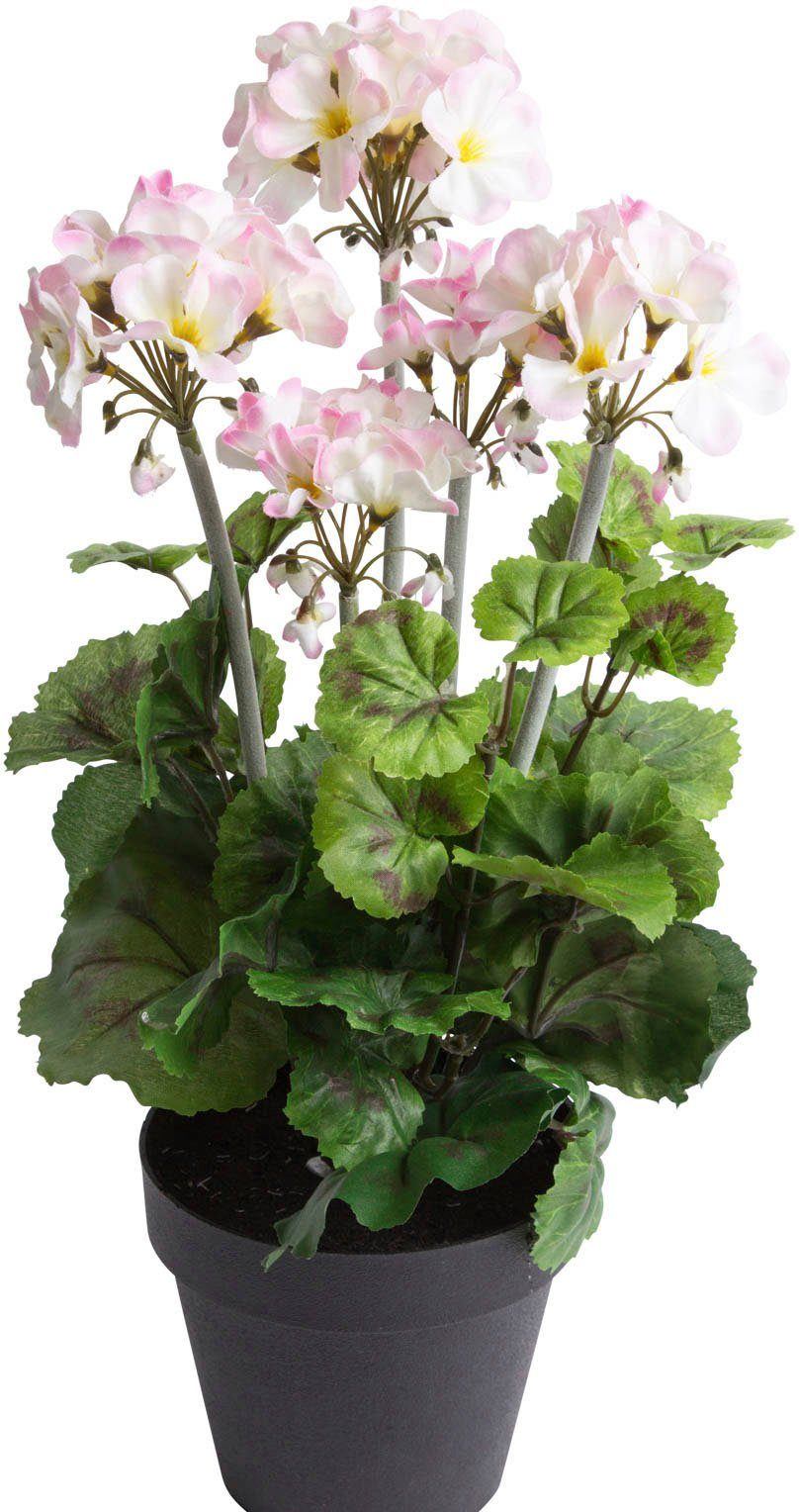 Künstliche Zimmerpflanze Geranienbusch im schwarzen Kunststofftopf, Botanic-Haus, Höhe 44 cm. € 17,65