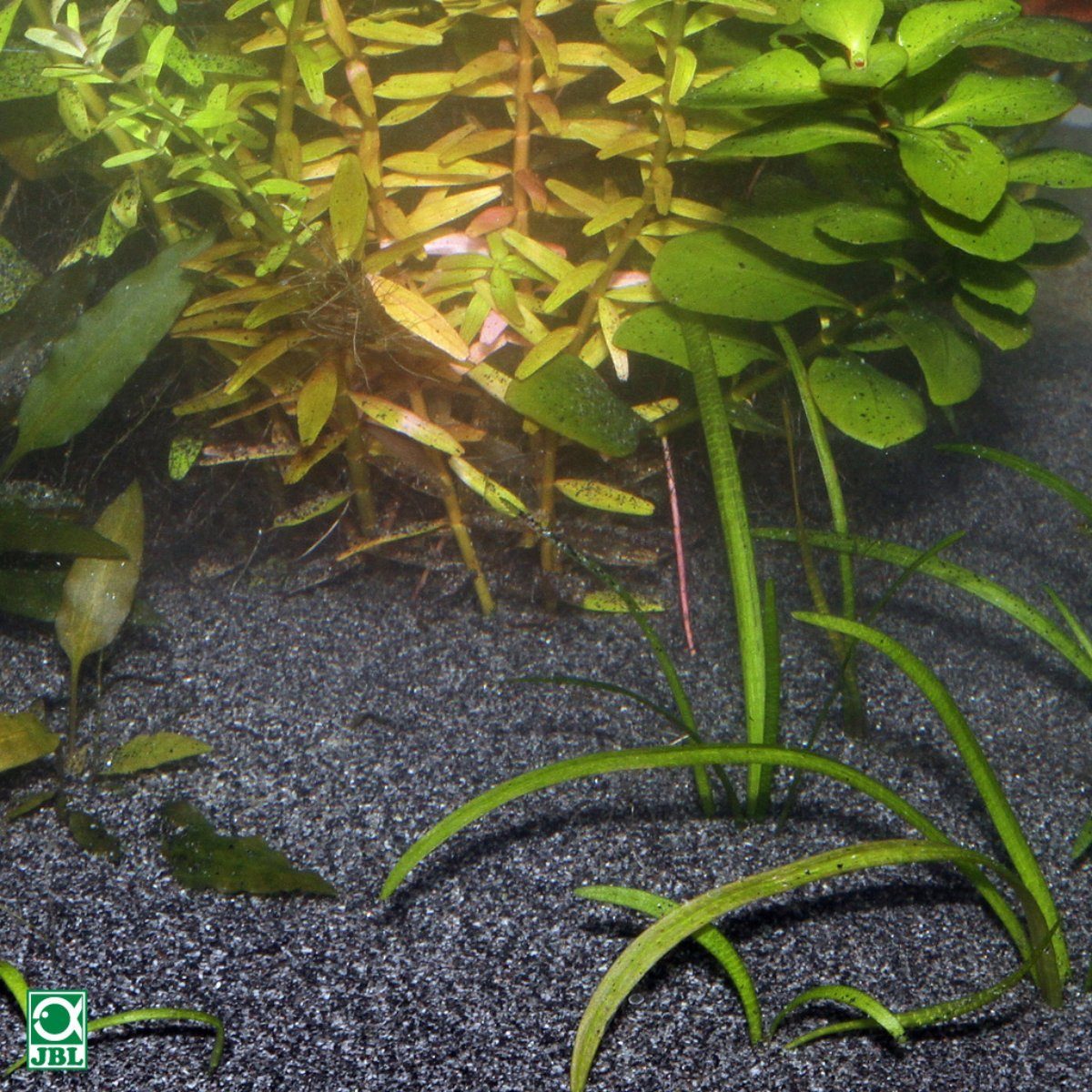 JBL GmbH & Co. KG Aquariensand Sansibar DARK