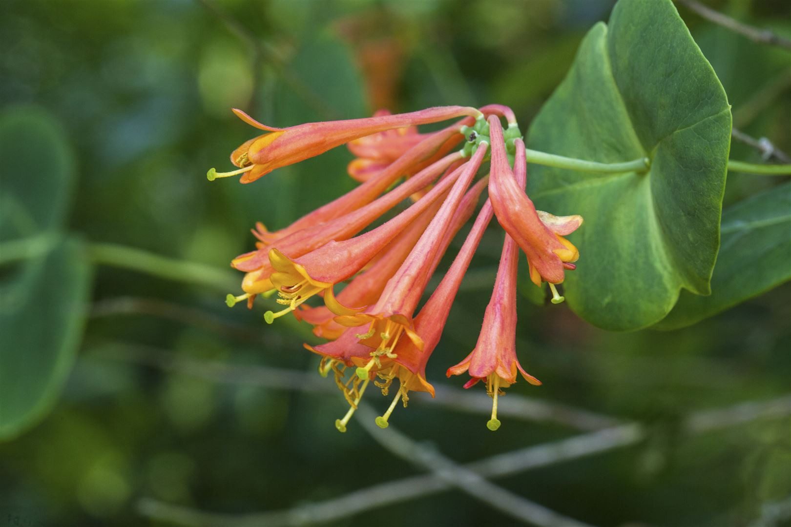 Pflanzen für Dich Kletterpflanze Lonicera brownii Dropmore Scarlet, 1 St., Geißblatt, Heckenkirsche, rote Blüten, kletternd