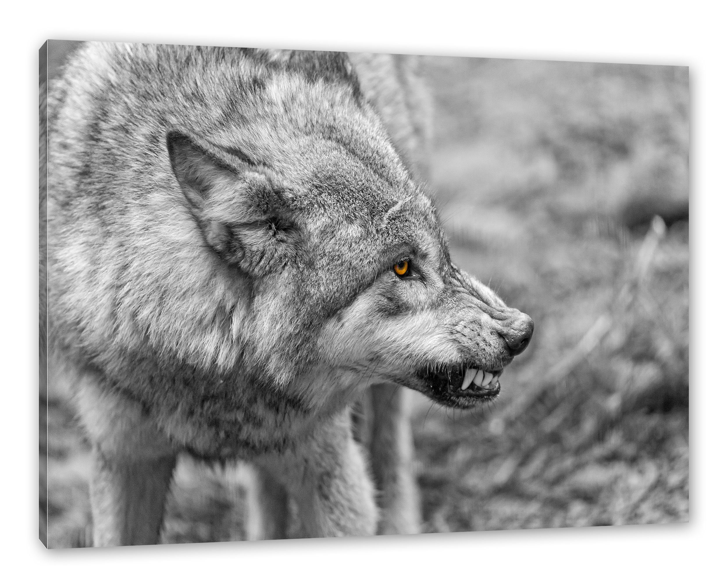 Pixxprint Leinwandbild knurrender Wolf, knurrender Wolf (1 St), Leinwandbild fertig bespannt, inkl. Zackenaufhänger
