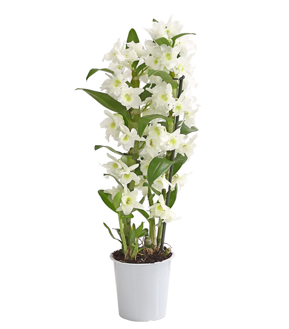 Dehner Zimmerpflanze Traubenorchidee, Dendrobium nobile, ca. 40-50 cm, vers günstig online kaufen
