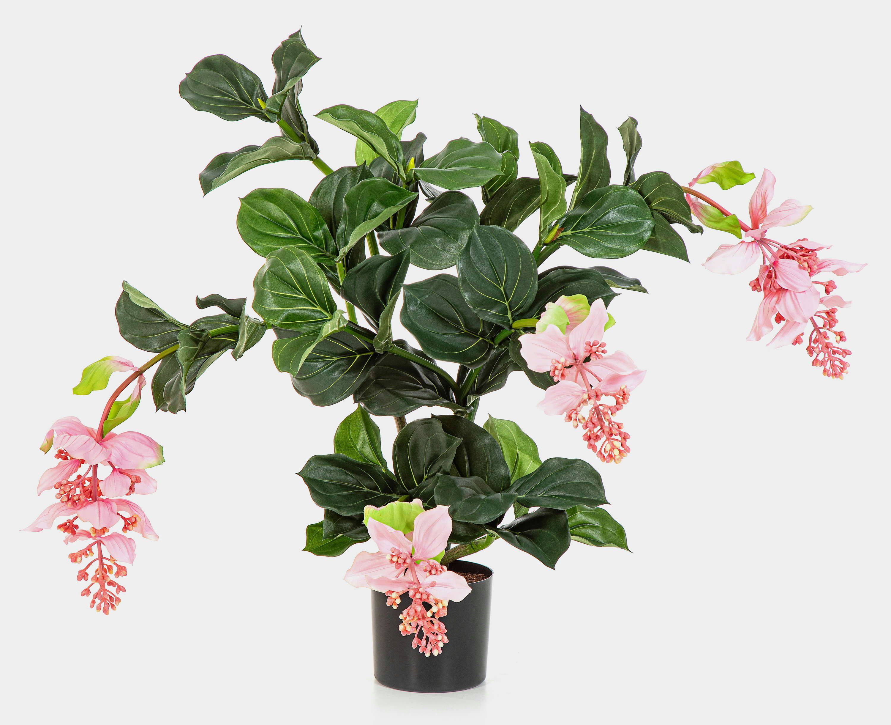 Kunstblume Künstliche Medinilla Aldora, rosa, 75cm Medinilla, artplants, Höhe 75.0 cm