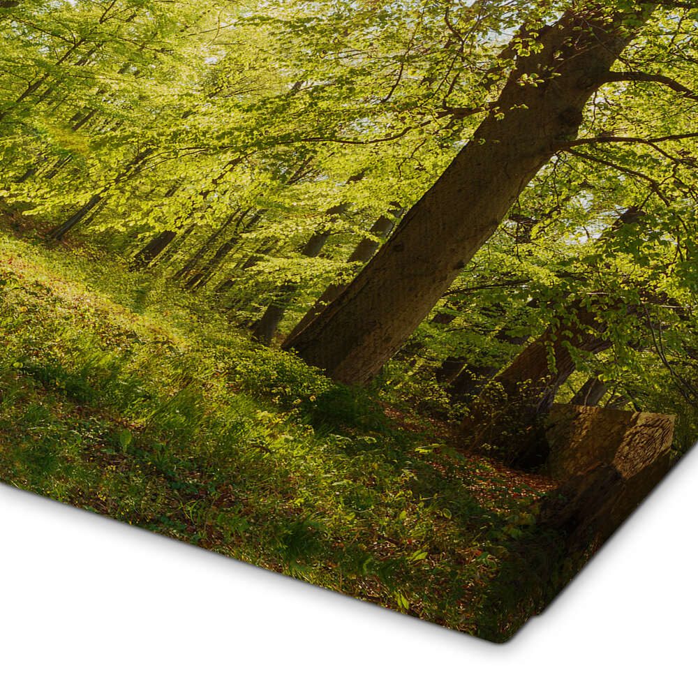 Posterlounge Wandbild Frühlingswälder mit Sonnenschein, Oliver Henze, erhältlich als Poster, Leinwandbild, Wandsticker oder Acrylglasbild