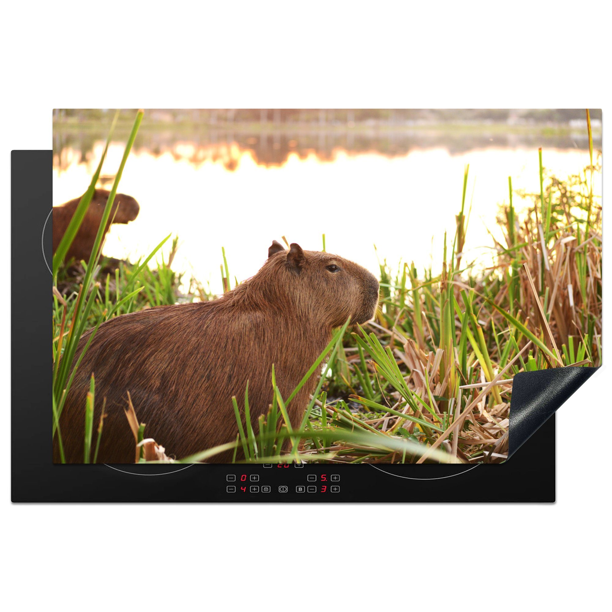 MuchoWow Herdblende-/Abdeckplatte Ein Capybara zwischen dem hohen Schilf, Vinyl, (1 tlg), 81x52 cm, Induktionskochfeld Schutz für die küche, Ceranfeldabdeckung