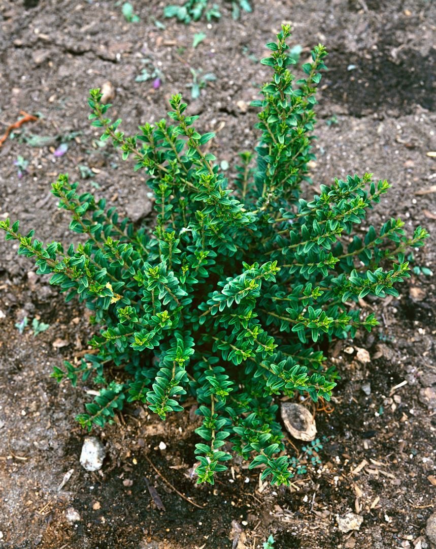 Pflanzen für Dich Bodendecker Lonicera pileata, 1 St., Heckenmyrte, Kriech-Heckenkirsche, immergrün, bodendecker – Bild 2 von 5
