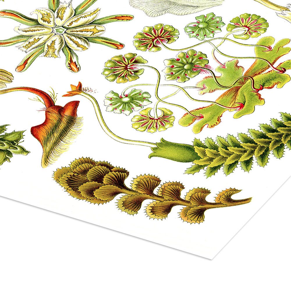 Posterlounge Wandbild Lebermoose, Hepaticae (Kunstformen der Natur, 1899), Ernst Haeckel, erhältlich als Poster, Leinwandbild, Wandsticker oder Acrylglasbild