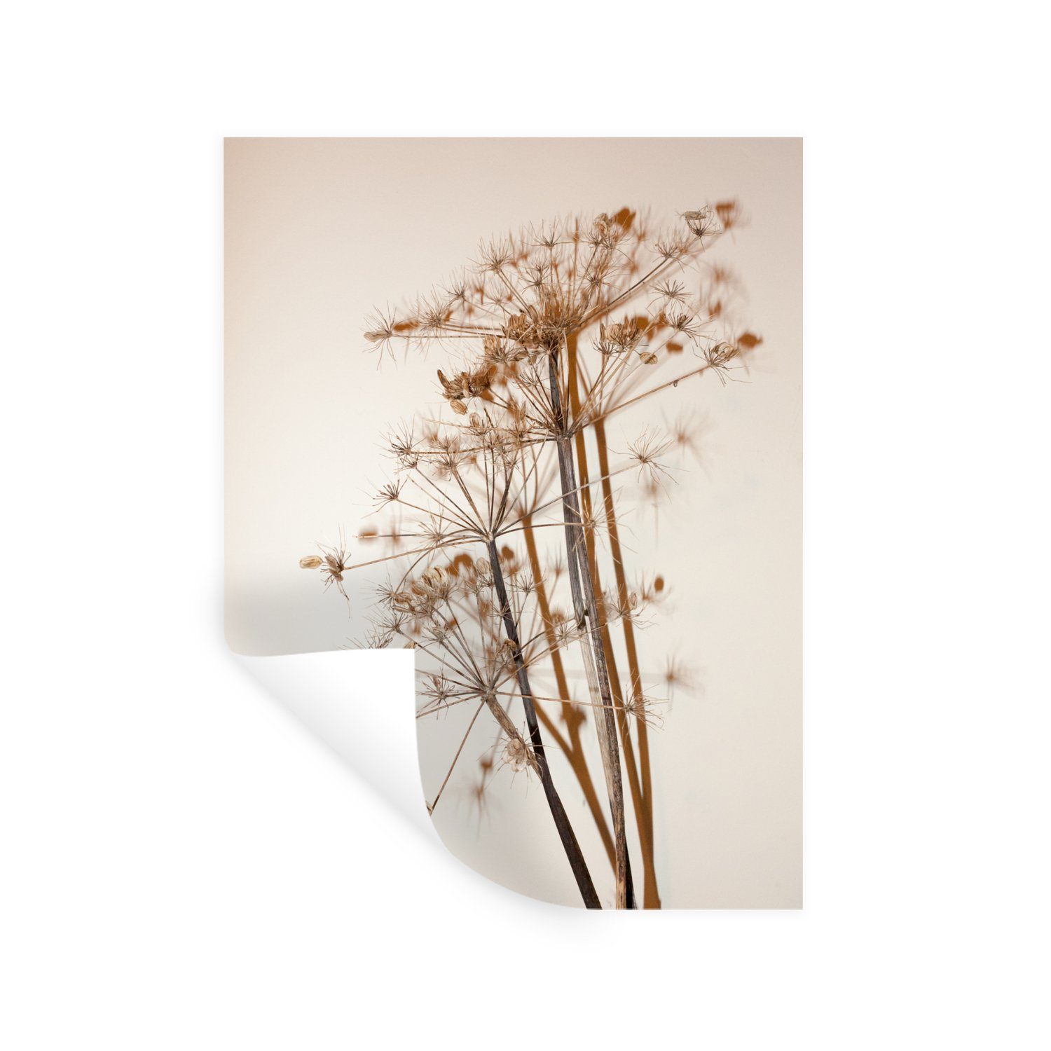 MuchoWow Wandsticker Getrocknete Blumen - Stillleben - Weiß - Pflanzen - Blumen (1 St), Wandaufkleber, Wandtattoo, Selbstklebend, Wohnzimmer, Schlafzimmer