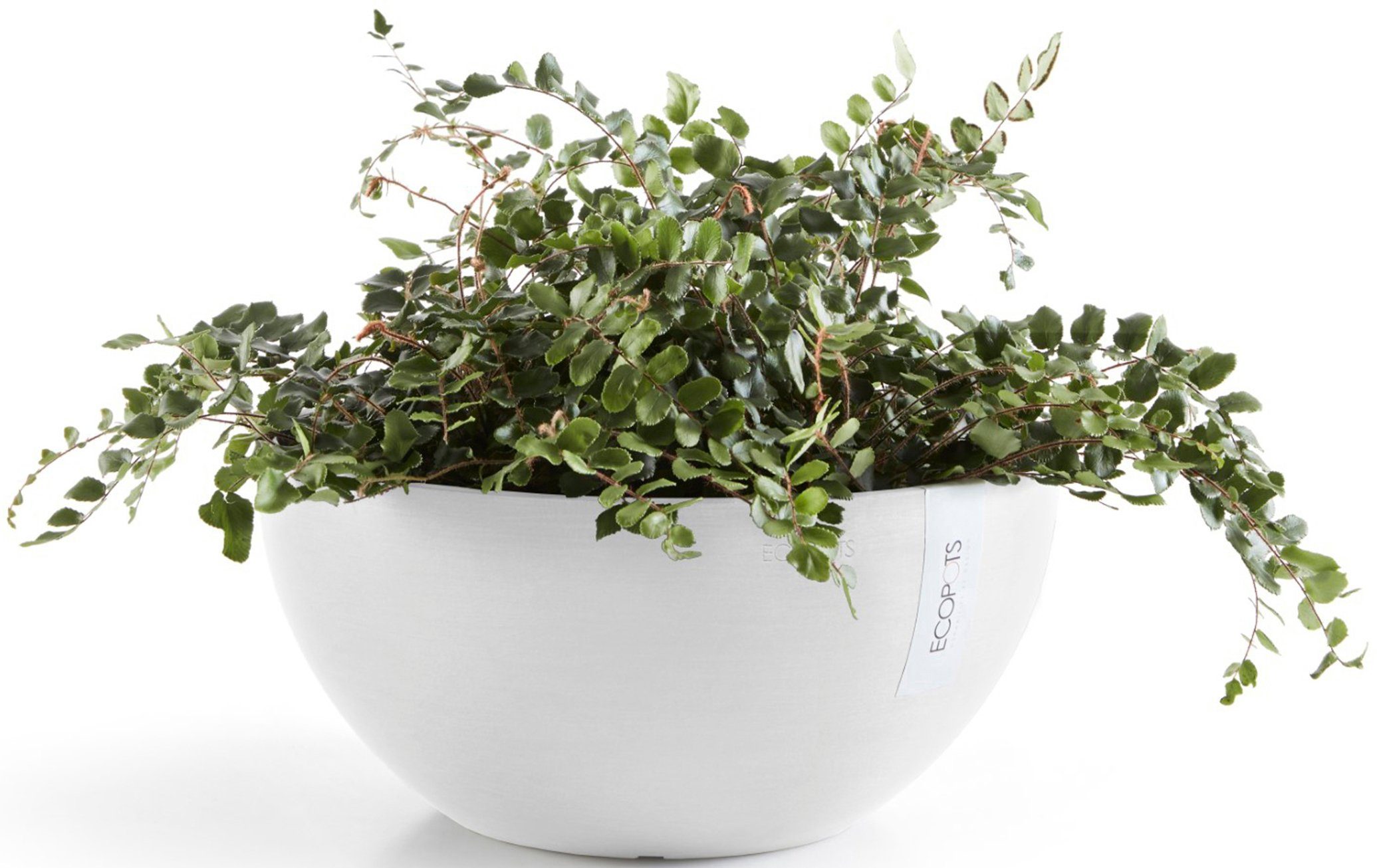 ECOPOTS Blumentopf Brussels 30 Weiß, für innen und außen: frostsicher, bruc günstig online kaufen