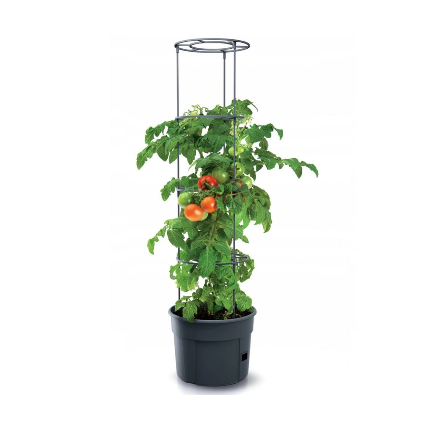 Prosperplast Pflanzkübel IPOM400-S433, Topf für Tomatenpflanze 28L Tomatenzüchter