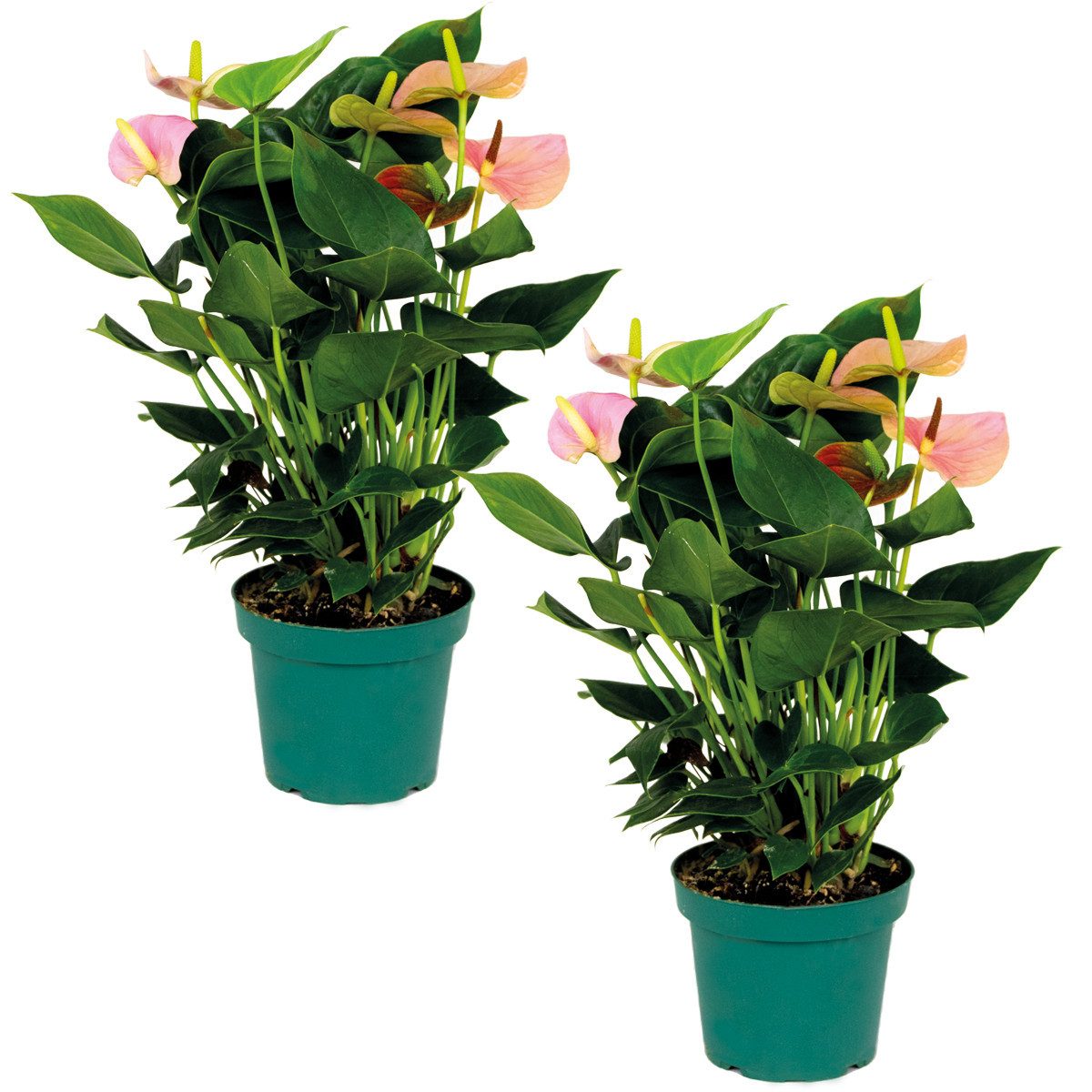 Bloomique Zimmerpflanze Bloomique - 2er Set - Anthurium Andreanum - Rosa - Flamingoblume - Blü, 2 St.