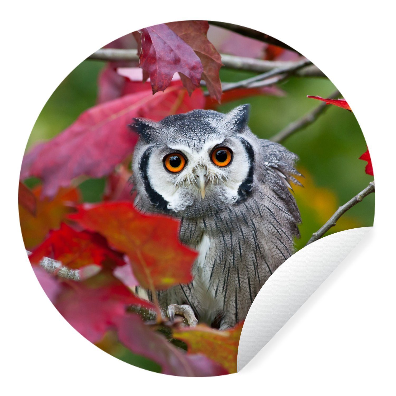 MuchoWow Wandsticker Eule - Vogel - Laub - Herbst (1 St), Tapetenkreis für Kinderzimmer, Tapetenaufkleber, Rund, Wohnzimmer