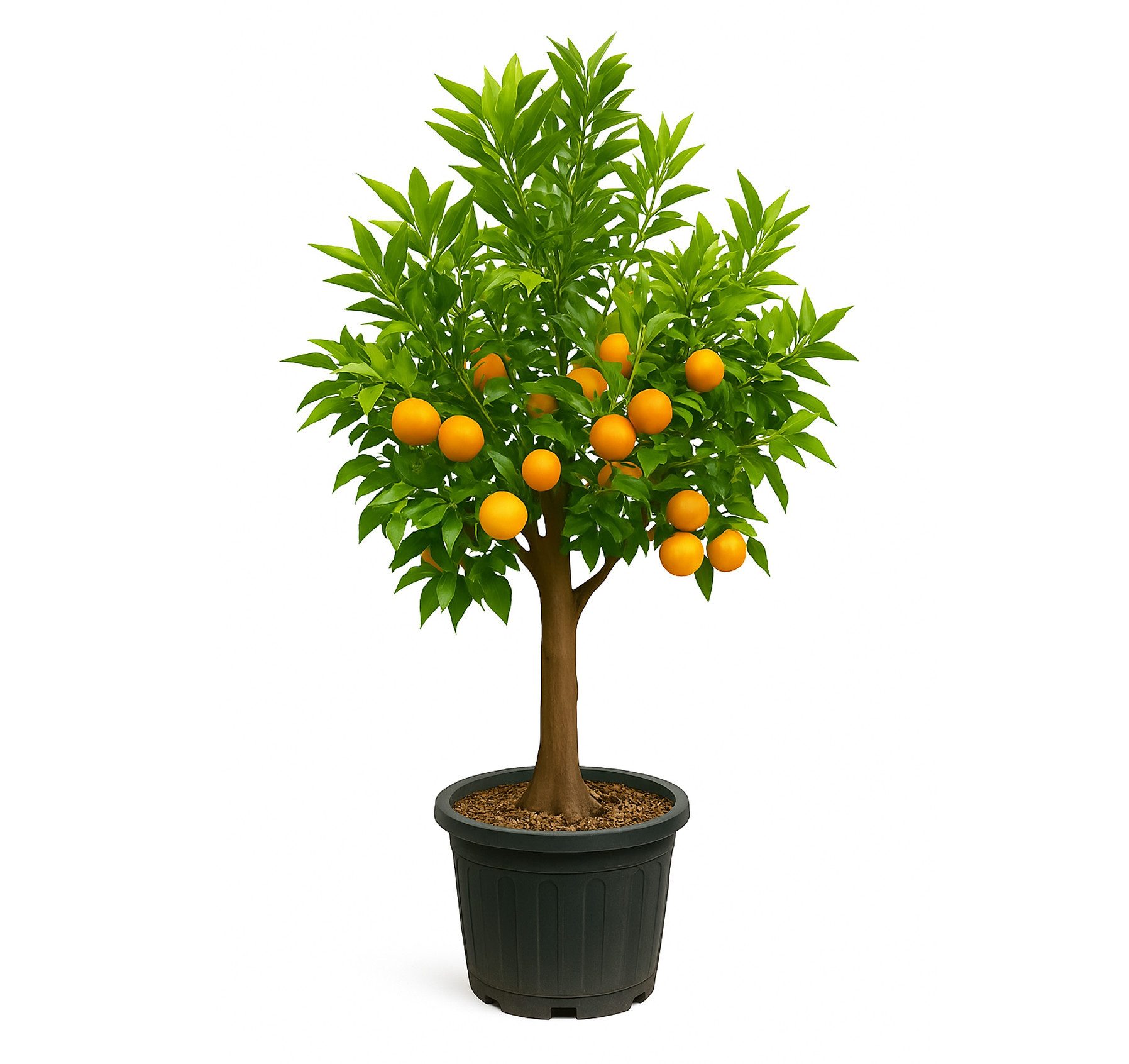 Palms-Store Clementinenbaum Mandarinenbaum 30/40, Höhe ca. 180cm, Exklusive günstig online kaufen