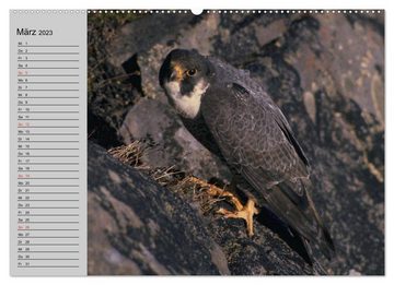 CALVENDO Wandkalender Falken und Greifvögel - Edle Jäger (Premium, hochwertiger DIN A2 Wandkalender 2023, Kunstdruck in Hochglanz)