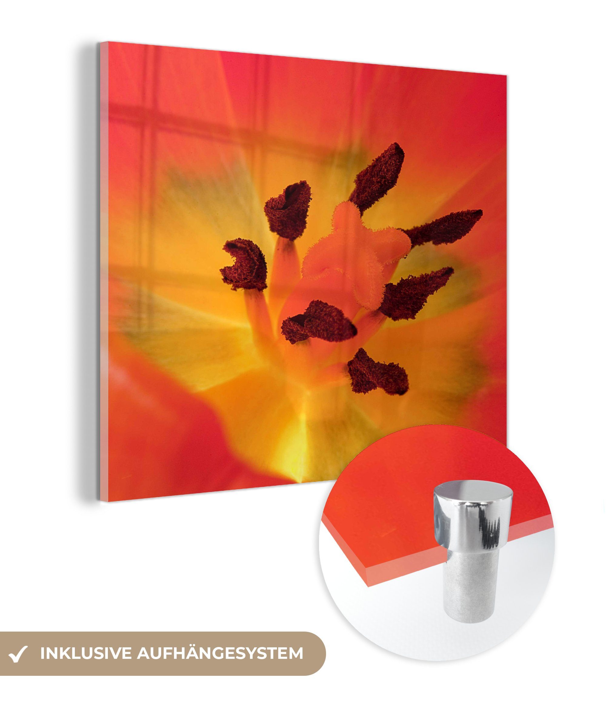 MuchoWow Acrylglasbild Eine Nahaufnahme einer orangefarbenen Tulpe mit dem Stempel, (1 St), Glasbilder - Bilder auf Glas Wandbild - Foto auf Glas - Wanddekoration