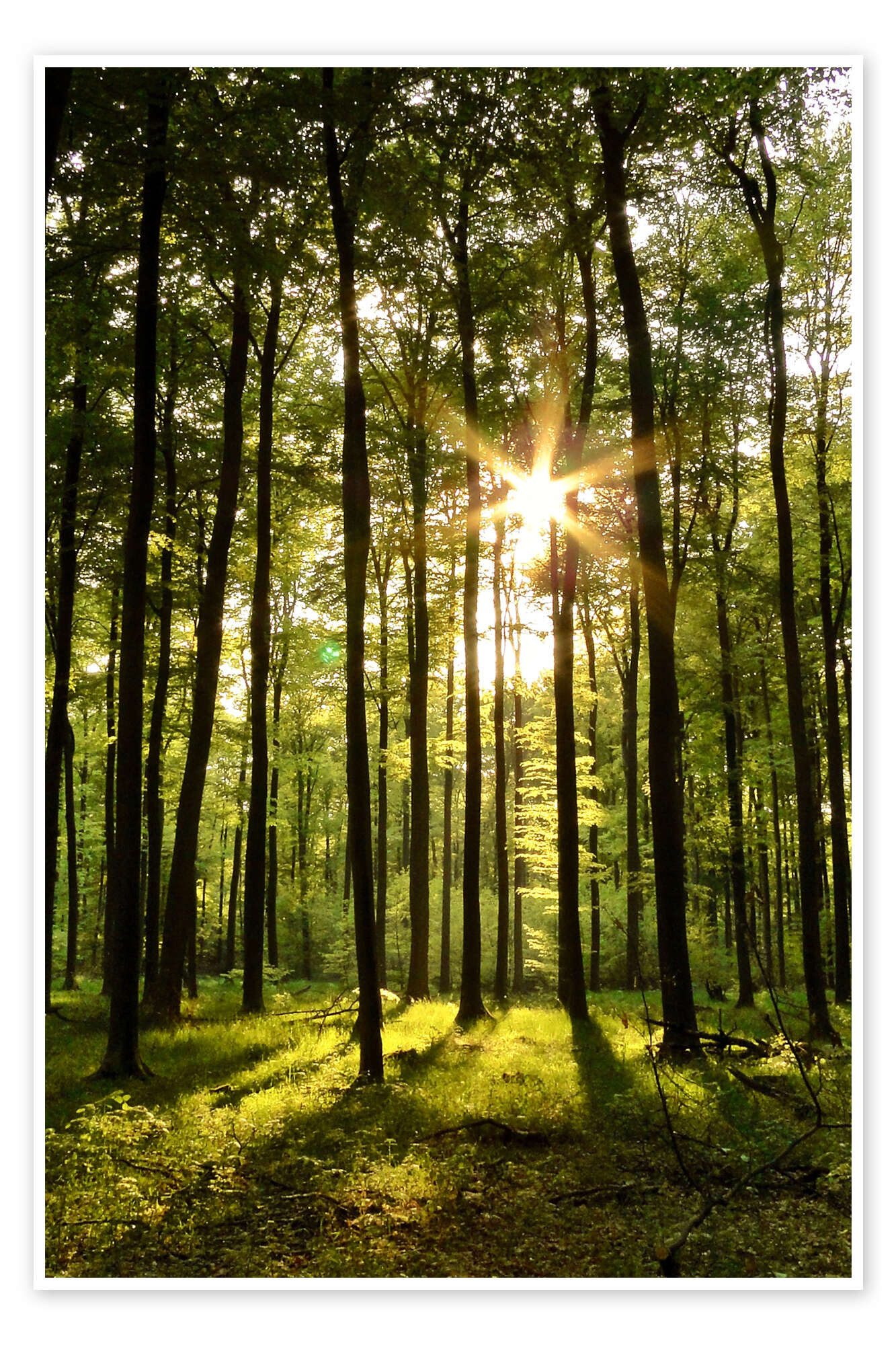 Posterlounge Wandbild Wald im Sonnenuntergang, Renate Knapp, erhältlich als Poster, Leinwandbild, Wandsticker oder Acrylglasbild