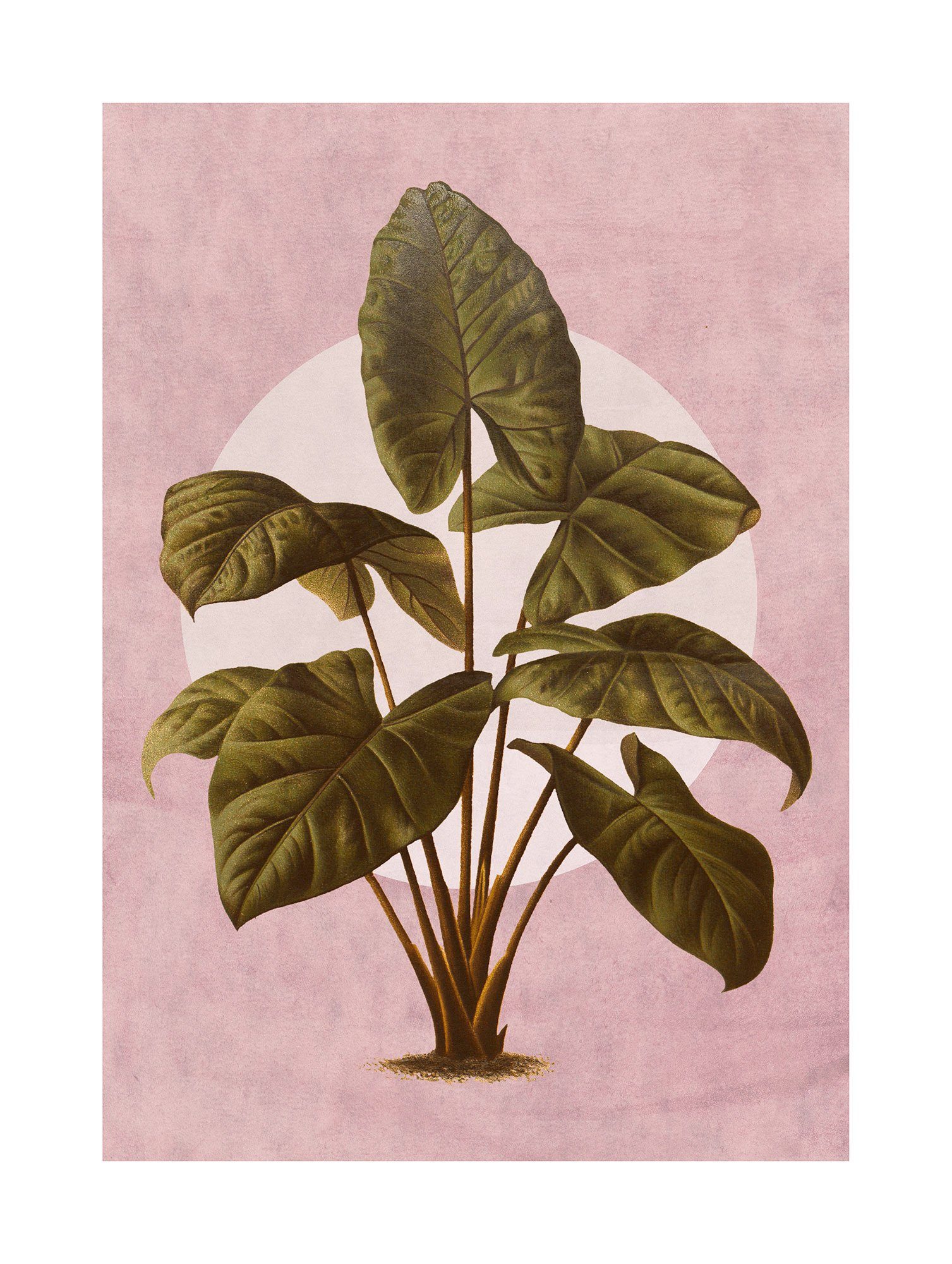 Komar Bild Créatures Végétales, Natur (1 St), Wandbild zur Dekoration - ohne Rahmen
