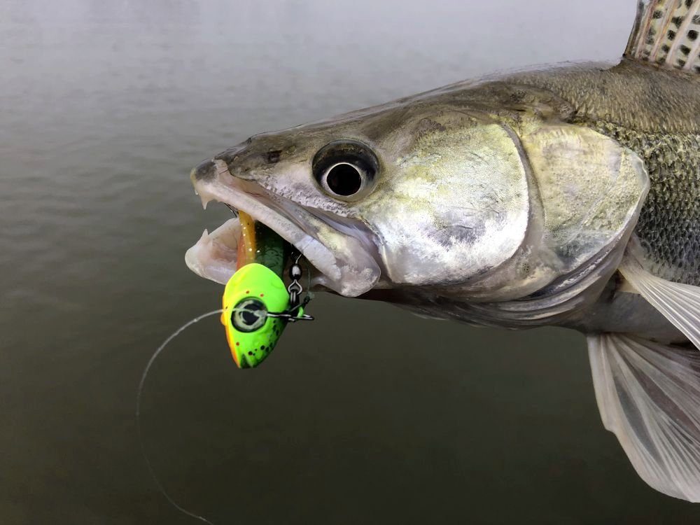 Pelagic Kunstköder zander baby Gummifisch Quantum Shad 70g Set / Quantum 25cm