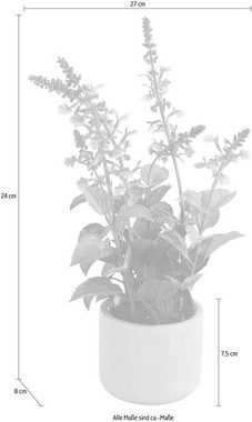 Kunstpflanze Sableti Salbei, Guido Maria Kretschmer Home&Living, Höhe 45 cm, im Topf aus Zement