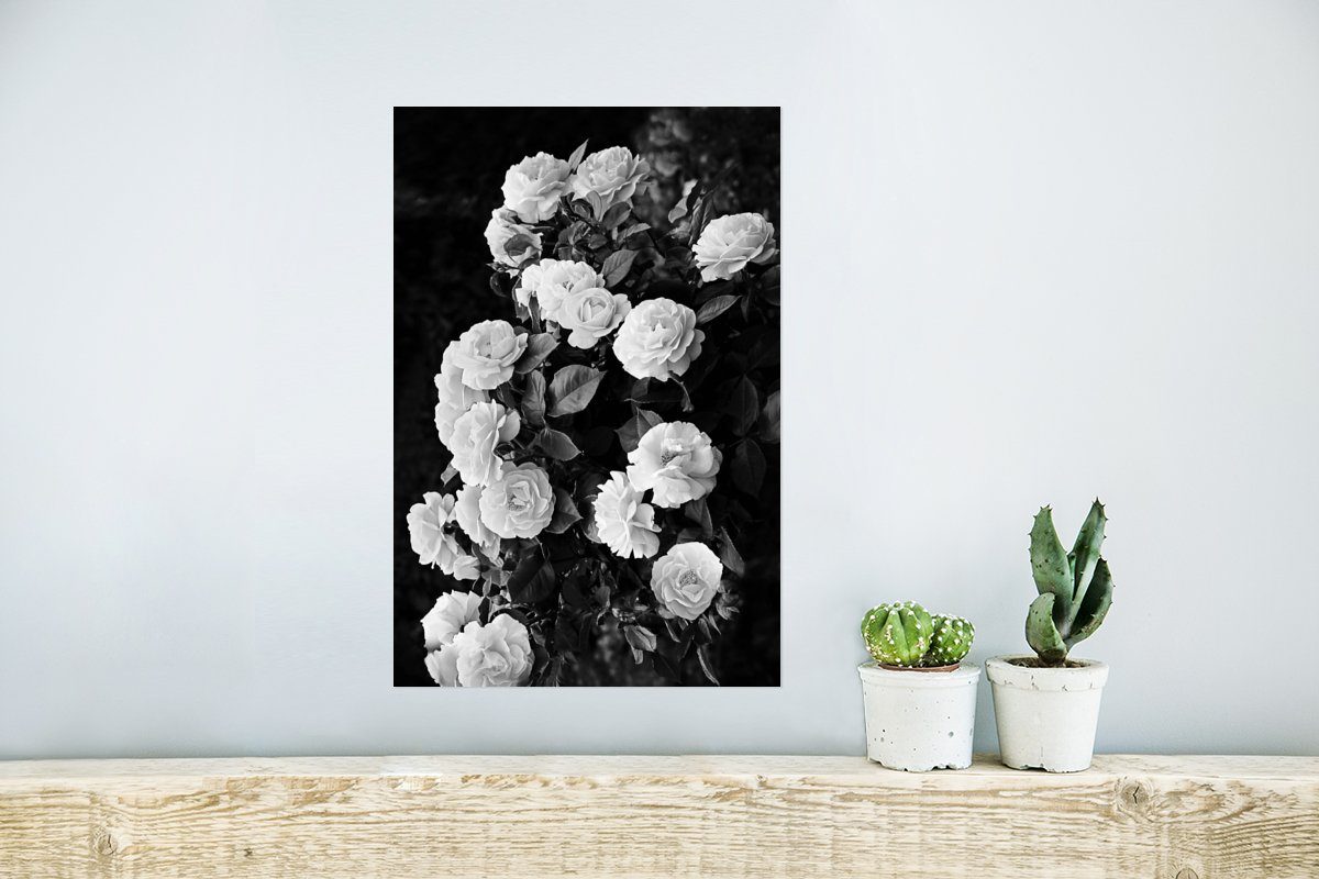 Weiß Ohne - Poster Schwarz Poster, Pflanzen St), - (1 - Natur MuchoWow für Blumen - und Wandbild, Wandposter Rosen, Rahmen Wohnzimmer,