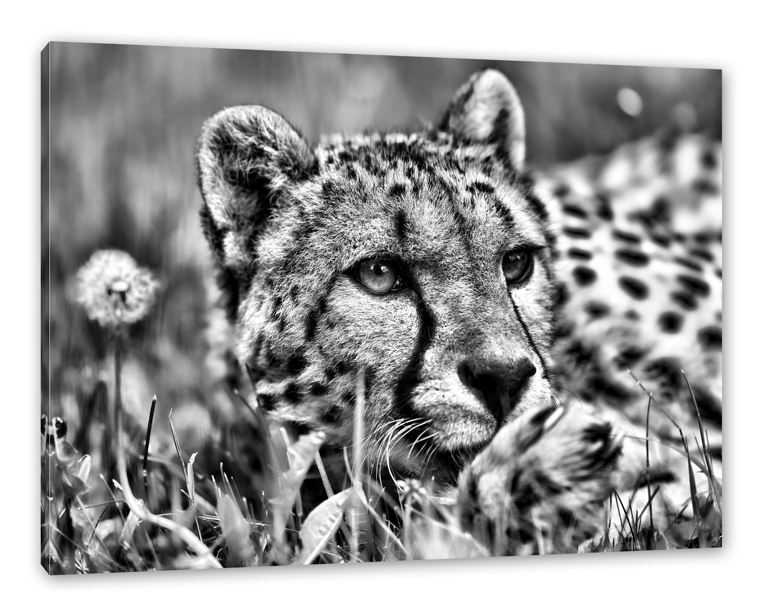 Gras, Leinwandbild im Gepard im bespannt, (1 Pixxprint fertig Gepard Zackenaufhänger Gras inkl. Leinwandbild St),