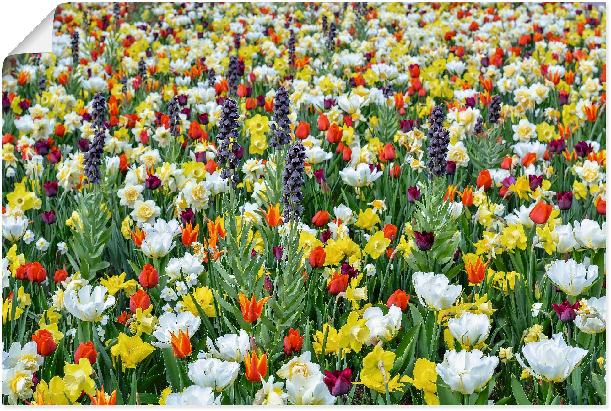 versch. Blumenwiese (1 Poster Artland als Größen in oder Leinwandbild, Feld Alubild, St), Wandaufkleber von Frühlingsblumen, verschiedenen Wandbild