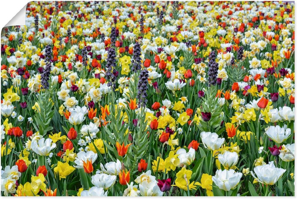 Artland Wandbild Feld von verschiedenen Frühlingsblumen, Blumenwiese (1 St),  als Alubild, Leinwandbild, Wandaufkleber oder Poster in versch. Größen