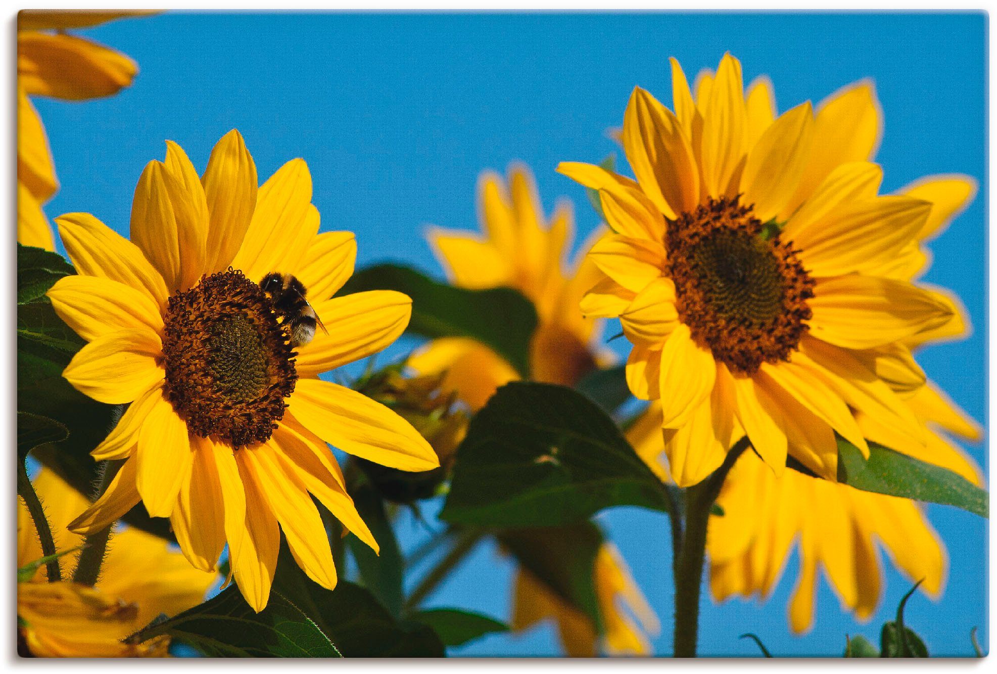 Artland Leinwandbild Sonnenblumen, Blumen (1 St), auf Keilrahmen gespannt