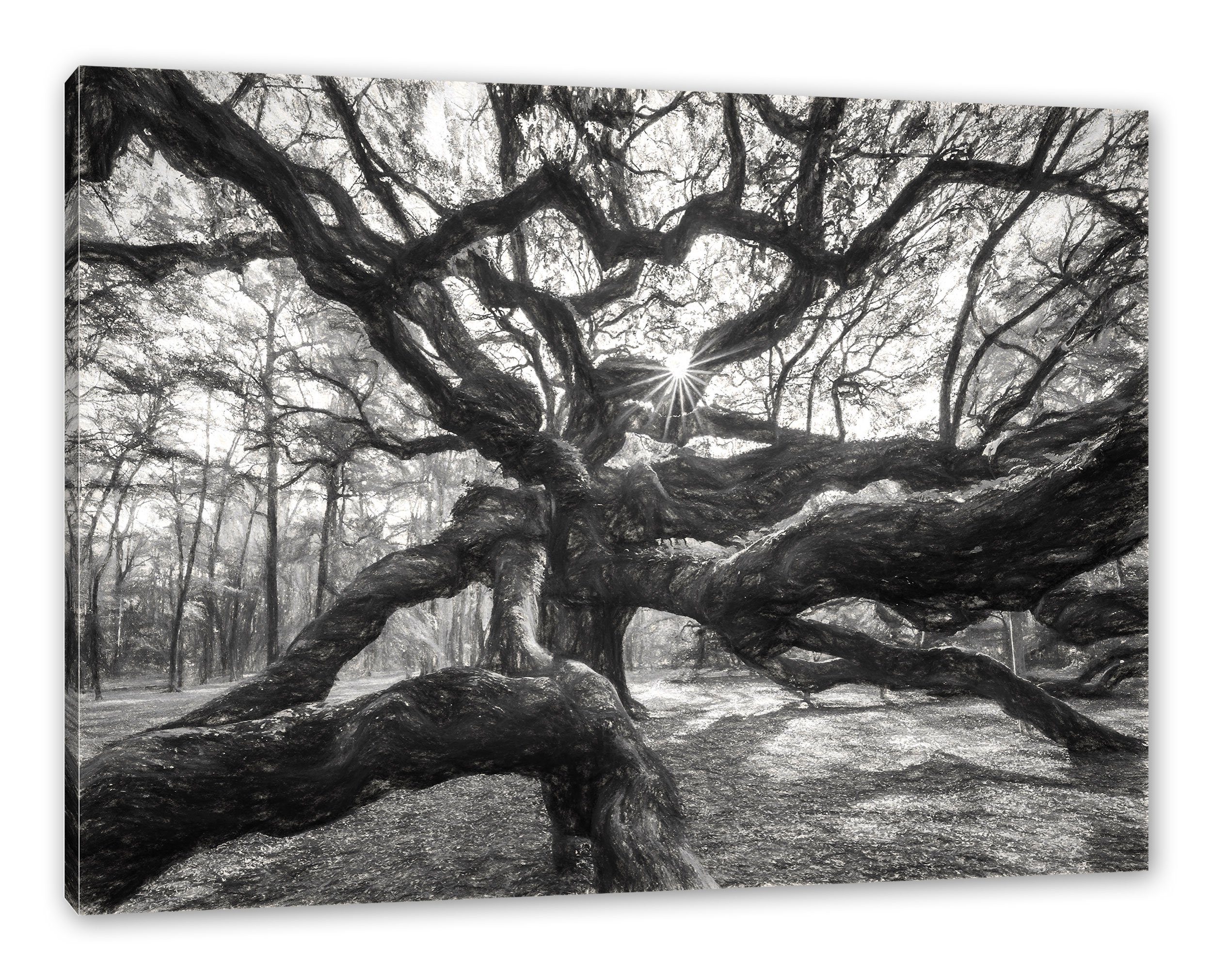 (1 inkl. Zackenaufhänger Baum, Leinwandbild bespannt, Baum St), Leinwandbild fertig Pixxprint